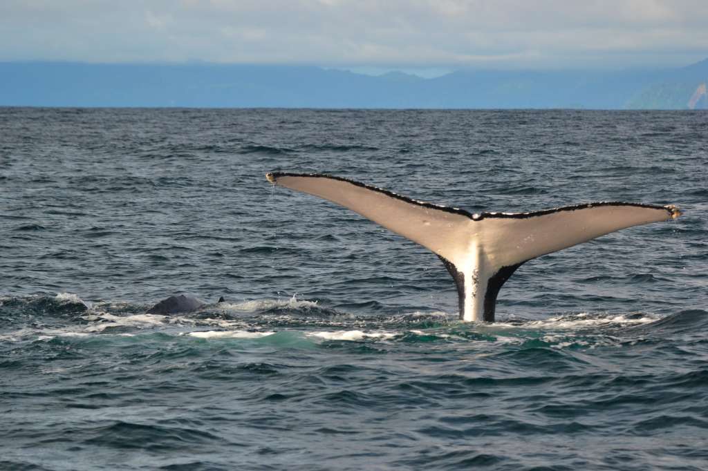Ballena jorobada en el Pacífico colombiano.