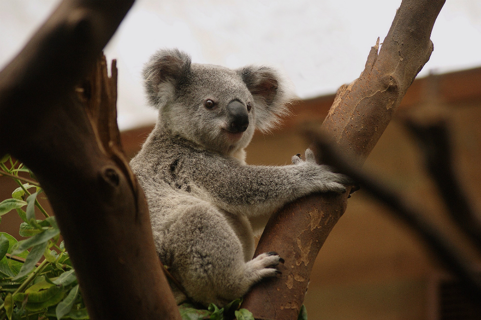 Un koala apareció muerto y atornillado a un poste en Australia.  / Pixabay