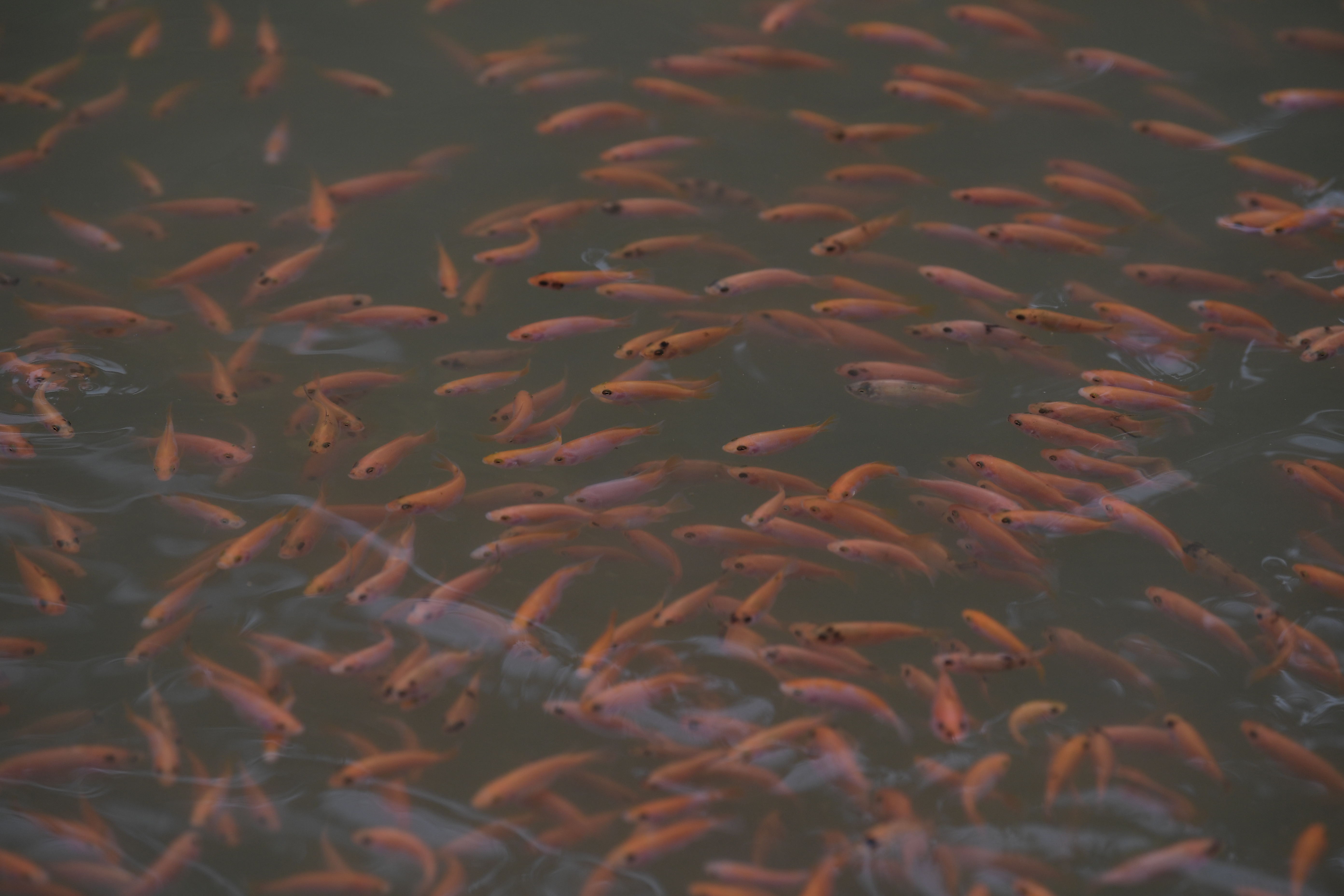 Diferentes aspectos de este Espacio Territorial de Capacitación y Reincorporación (ETCR), ubicado en el departamento de Antioquia: Habitantes, rios, casas, proyectos productivos como la cria de gallinas y la piscicultura (tilapia roja).