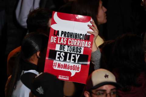 “Defiende a los animales”: celebran aval constitucional a prohibición de corridas de toros
