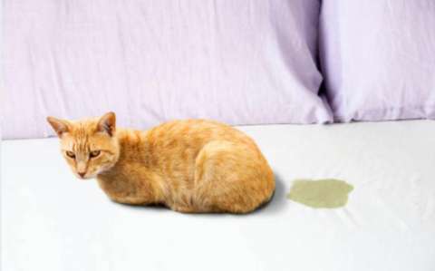 ¿Por qué mi gato se orina en todos lados?