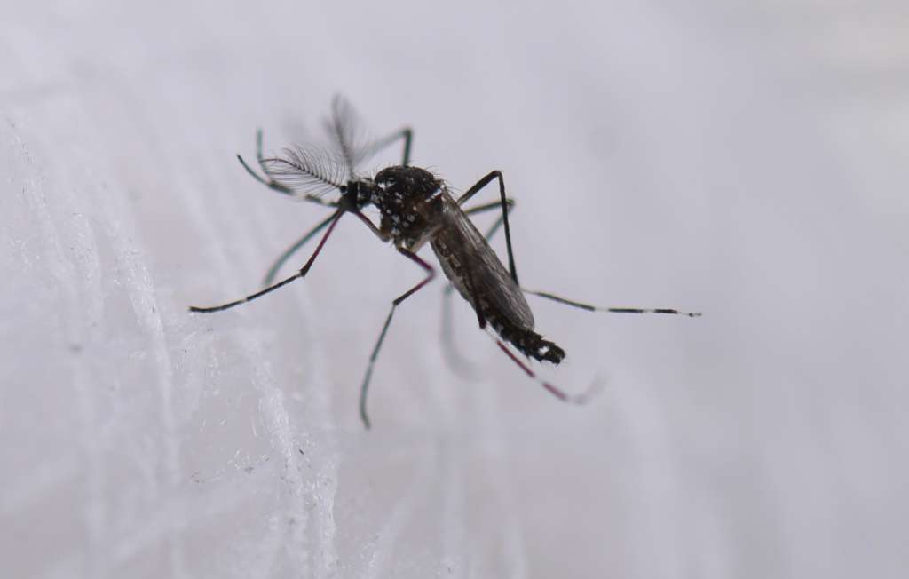 AME3202. CALI (COLOMBIA), 04/05/2024.- Fotografía de un mosquito aedes aeypti en el Laboratorio Departamental de Salud Pública del Valle del Cauca, el 30 de abril de 2024, en Cali (Colombia). En la ciudad colombiana de Cali, en el suroeste del país, hay un particular "ejército" de peces guppy que ha sido clave para luchar la constante batalla contra el dengue, la enfermedad viral que se transmite a través del mosquito aedes aegypti y que ya ha cobrado miles de vidas humanas en Latinoamérica. EFE/ Ernesto Guzmán