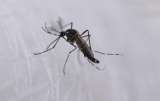 ¿Por qué los zancudos y mosquitos pican más a unas personas que a otras?