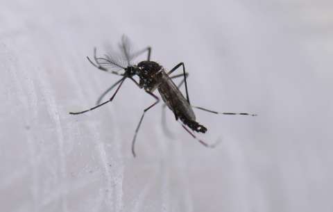 ¿Por qué los zancudos y mosquitos pican más a unas personas que a otras?