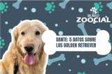 (VIDEO) Cinco cosas que debe saber sobre los golden retriever