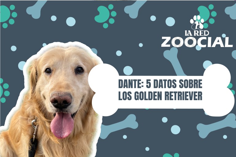 (VIDEO) Cinco cosas que debe saber sobre los golden retriever