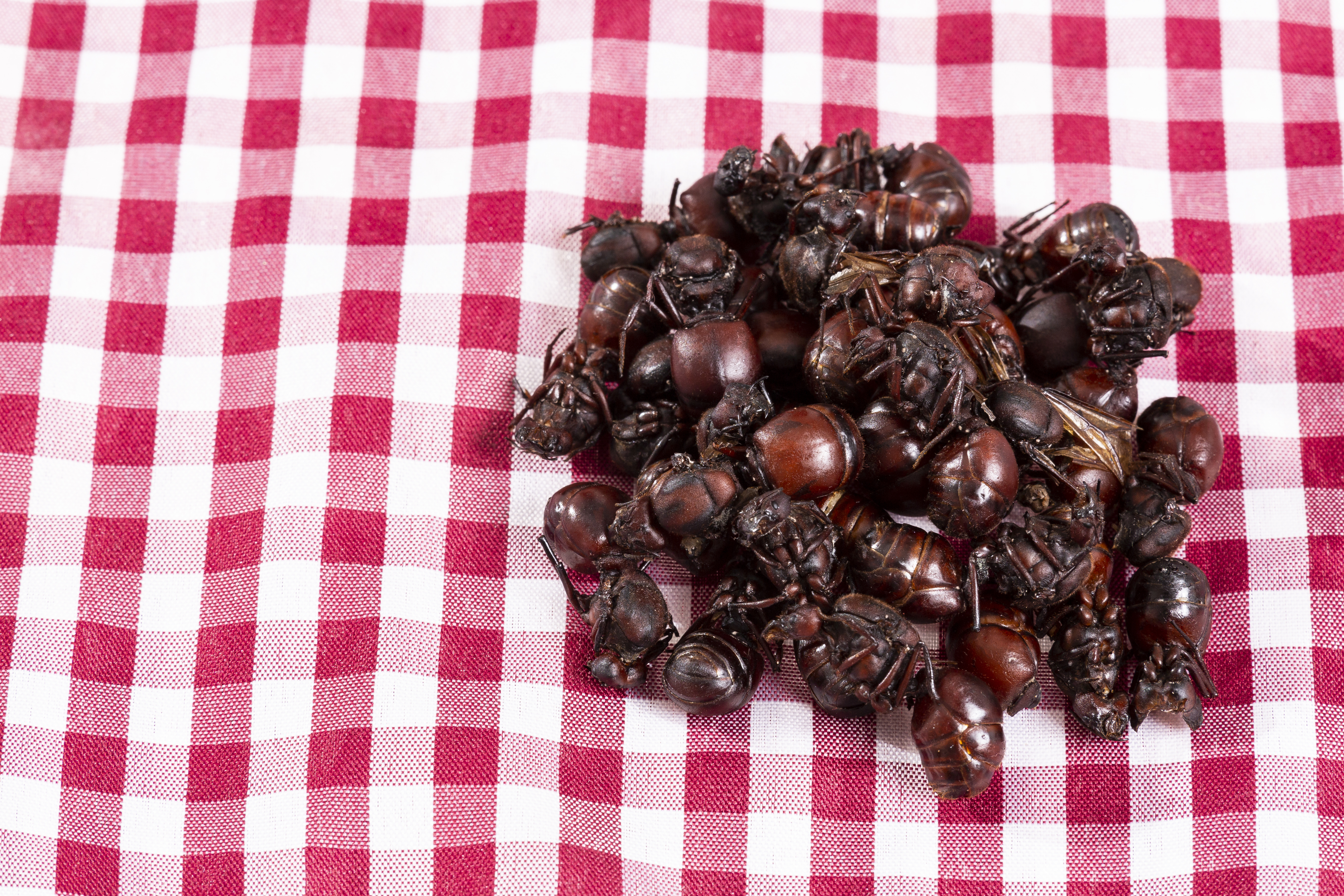Hormigas culonas
