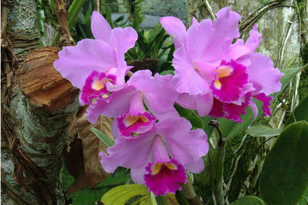 La orquídea es la flor nacional de Colombia y símbolo de nuestra biodiversidad. / Hablemos de Flores