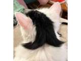 Gatito se hace viral por tener un “mullet” natural en su pelaje: ¿por qué ocurre esto?