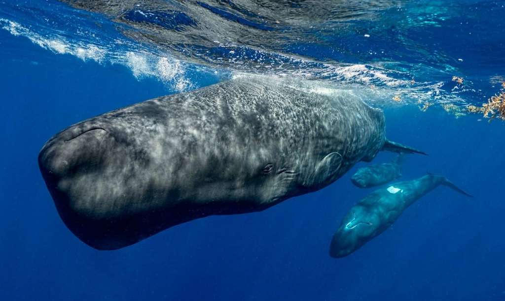 Los cachalotes son los animales con el cerebro más grande que jamás haya existido en el planeta.