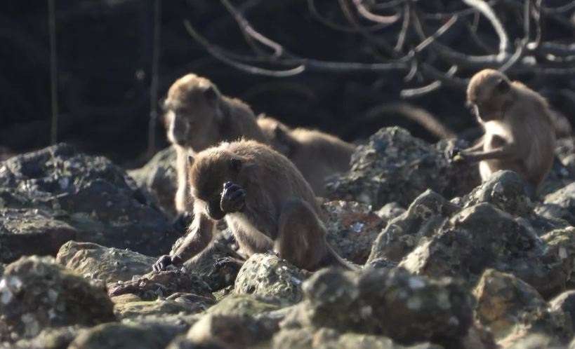 Ejemplo de un macaco de cola larga utilizando una herramienta de piedra para acceder a la comida.
LYDIA V. LUNCZ
13/3/2023