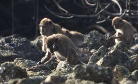 La fabricación de herramientas de piedra podría no ser exclusiva de los humanos