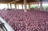 Campesinos del Catatumbo pierden 675 toneladas de productos agrícolas por paros armados