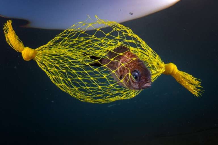 Categoría de conservación marina: Esta foto tomada por Pasquale Vassallo en Italia ganó el segundo lugar en esta categoría.