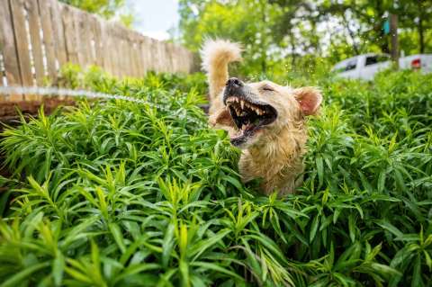 Huertos caseros con perros: cómo proteger las plantas de las travesuras caninas