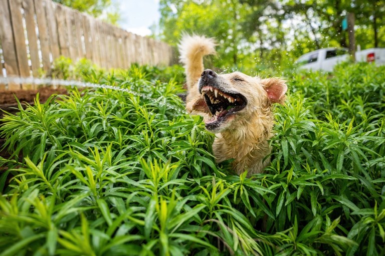 Huertos caseros con perros: cómo proteger las plantas de las travesuras caninas
