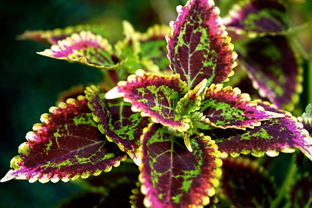 El coleo, también conocido como cretona, es una planta de fácil cuidado.