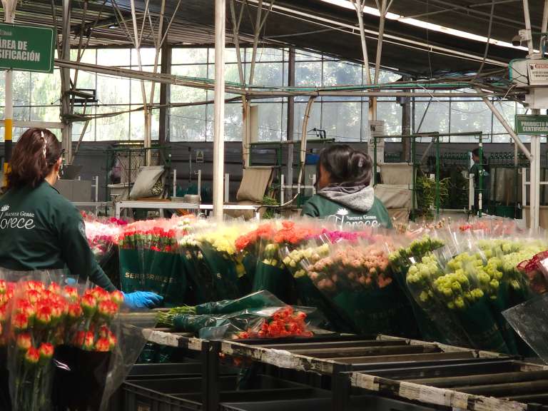 En la terminal de carga de El Dorado, la operación es milimétrica. Las flores ingresan a zonas estériles, son escaneadas al 100% y cuentan con acompañamiento de empresas de seguridad y Policía Antinarcóticos.
