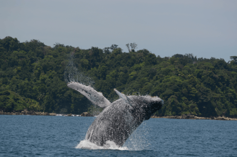 Comienza la temporada de avistamiento de ballenas jorobadas en Colombia: dónde y cómo verlas