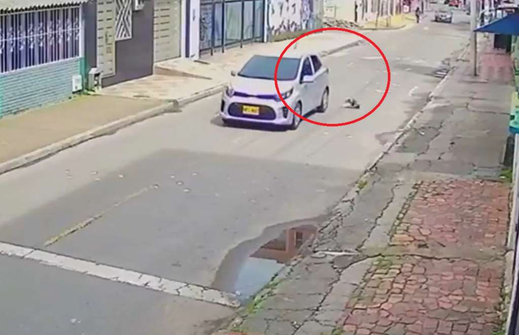 Momento en el que el gato es arrojado del vehículo en movimiento.
