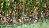 Región Central alertó de riesgo en la producción de alimentos por crisis climática
