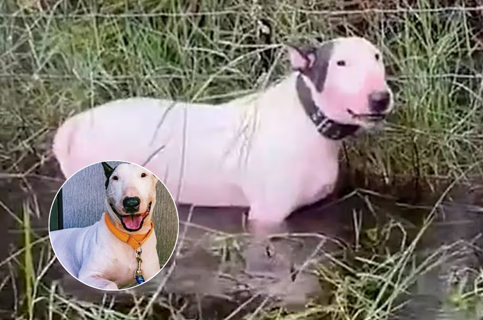 ¿Recuerda al perro abandonado en el huracán Milton? Ahora inspira una nueva ley
