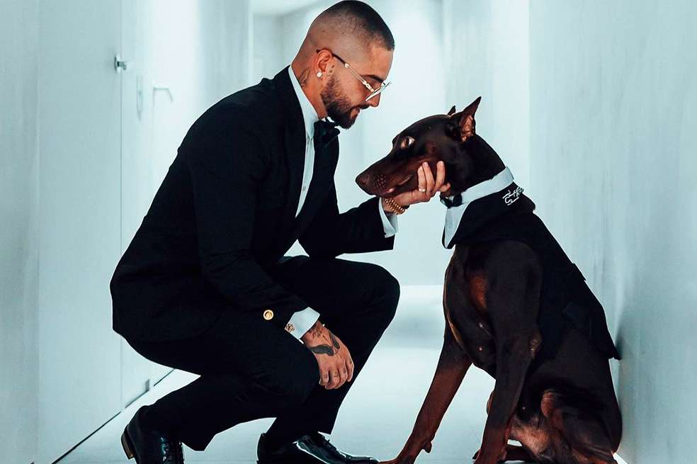 Así son los Doberman, la raza de perro que tiene Maluma