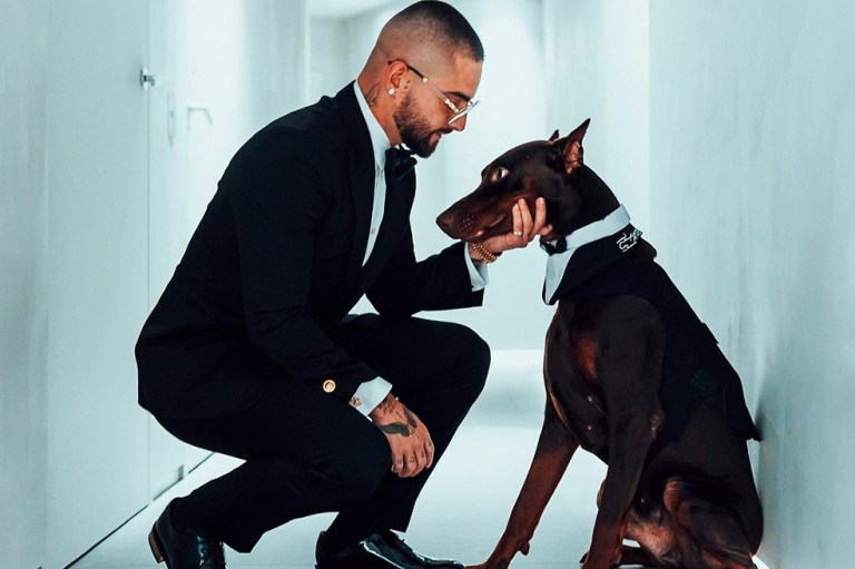 Así son los Dóberman, la raza de perro que tiene Maluma