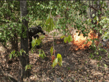 Así avanza la emergencia por incendios forestales en Huila