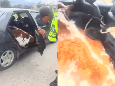 Hallan dos terneros robados en el asiento trasero de un carro durante un operativo en Boyacá