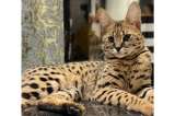 ¿Lo ha visto? Mujer ofrece recompensa de casi $30 millones por encontrar a su gato perdido