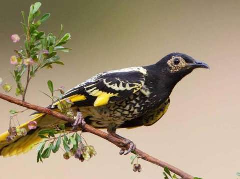 Un pájaro en peligro de extinción está olvidando cantar por el declive de su población