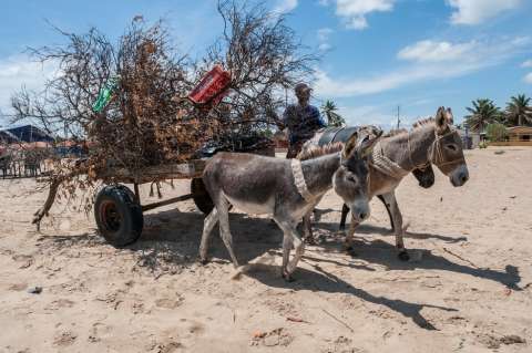De la extinción de los burros a una empresa de alta tecnología