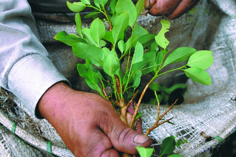 Cultivos de coca en Putumayo: una bomba de tiempo
