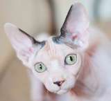 ¿Qué razas de gato no tienen pelo?