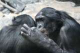 En video: graban un violento ataque de cinco hembras bonobo a un macho