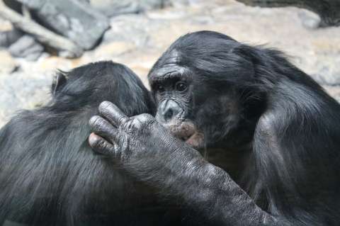En video: graban un violento ataque de cinco hembras bonobo a un macho