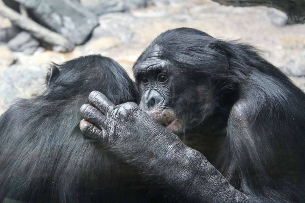 El bonobo, también llamado chimpancé pigmeo, es uno de los grandes simios.