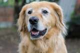 Radican proyecto de ley que busca prohibir el embargo de animales de compañía