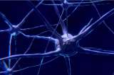 Estudio revela cómo la actividad del cerebro cambia cuando se está siendo egoísta