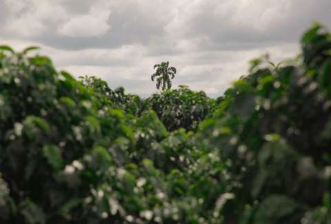 El cambio climático amenaza el futuro del café colombiano