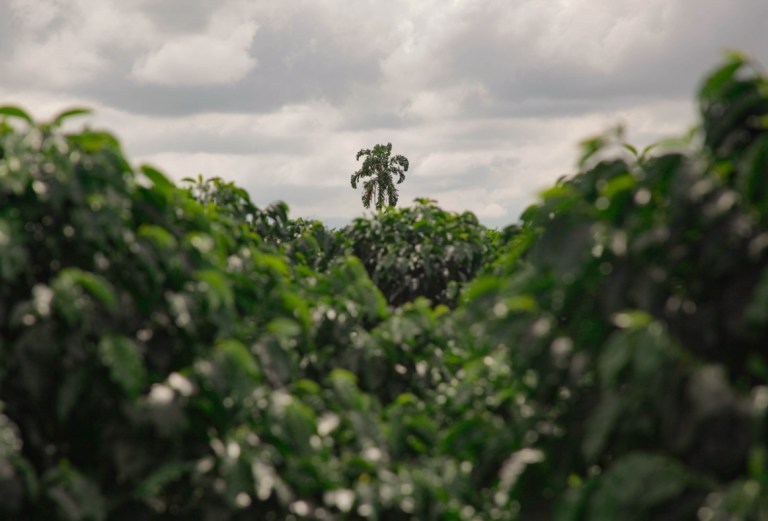 El cambio climático amenaza el futuro del café colombiano