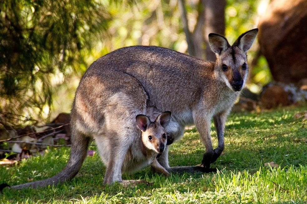 Descubre 5 curiosidades de estos tiernos animales.