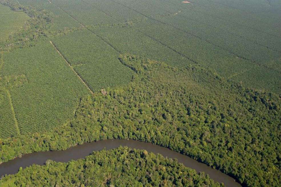 Solo el 20% de las empresas evaluadas invierten en iniciativas que les permiten conocer los riesgos de desarrollo no sostenible de aceite de palma. En la foto, cultivos de palma en la Amazonia de Brasil. / WWF