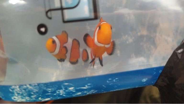 Estos son dos de los peces incautados por la Secretaría de Medio Ambiente, en la terminal de transporte Salitre.
