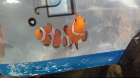Se recuperaron 13 animales marinos que eran movilizados ilegalmente en Bogotá