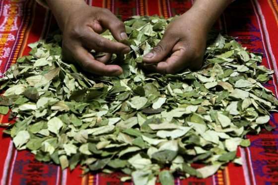 La hoja de coca es parte fundamental de la vida comunitaria de diversos pueblos indígenas en Colombia.