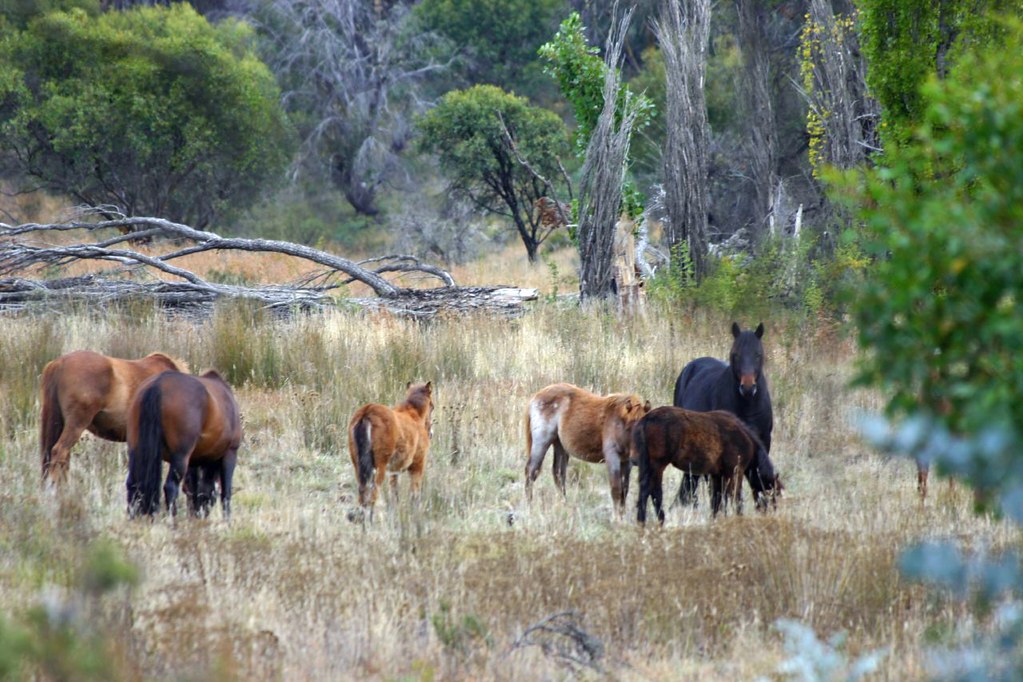 Caballos silvestres, o "Brumbies" en las cuevas de Yarrangobilly.