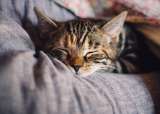 ¿Su gato lo despierta en la madrugada?: experta revela la verdadera razón