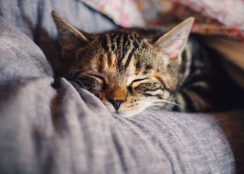 ¿Cómo enseñar a un gato a dormir en su cama?